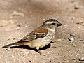 Passer melanurus