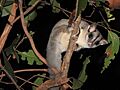 Petaurus breviceps 119464446