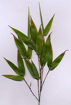 Phyllostachys nigra folium