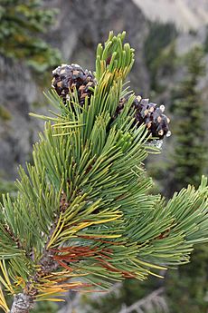 Pinus albicaulis 8581