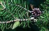 Pinus banksiana cones