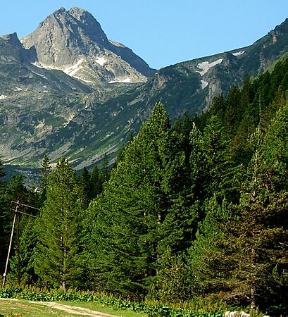Pinus peuce Maliovitsa