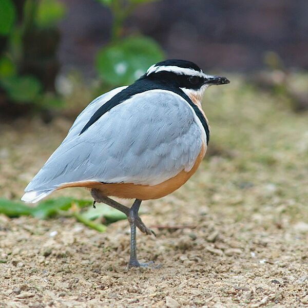 Pluvianus aegyptius 1 Luc Viatour