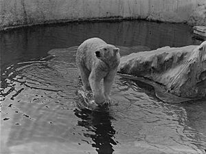 Polar bear splashing in water in an enclosure (AM 87457-1)