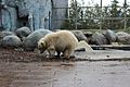 Polar bear toronto zoo 1