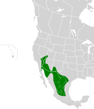 Polioptila melanura map.svg