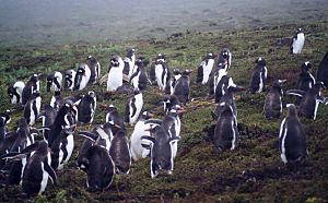 Pygoscelis papua on Carcass Island 1