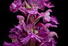 Small Purple Fringed Orchid (Platanthera psycodes) (6009378099).jpg