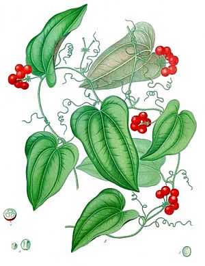Smilax aristolochiifolia - Köhler–s Medizinal-Pflanzen-130
