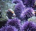 Snail and sea urchins