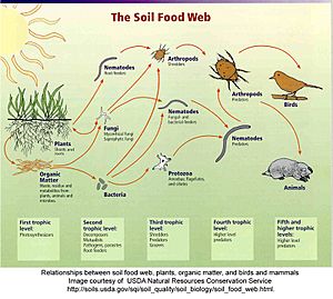 freshwater food web diagram