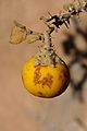 Solanum incanum 1