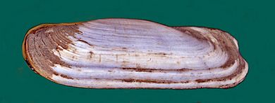 Solecurtidae - Tagelus californianus cropped