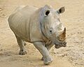 Southern White Rhinoceros walking in Hamilton Zoo