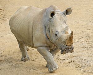 Southern White Rhinoceros walking in Hamilton Zoo