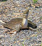 Spiny Softshell Turtle (9191833643)