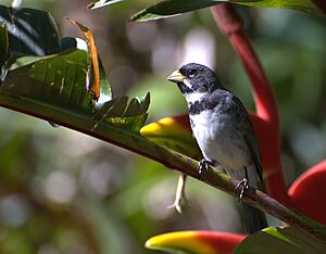 Sporophila caerulescens -Piraju-SP -Brazil -male-8a.jpg