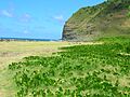 Starr 050517-1591 Vigna marina