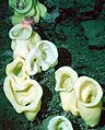 Staurocalyptus- noaa photo expl0951