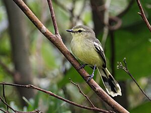 Stigmatura napensis - Lesser Wagtail-Tyrant (cropped).jpg