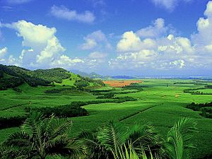 Sugarcane plantation in Mauritius (reduced colour saturation)