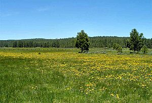 Tahoe NF Meadow