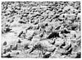 Terns, Pelsaert Island