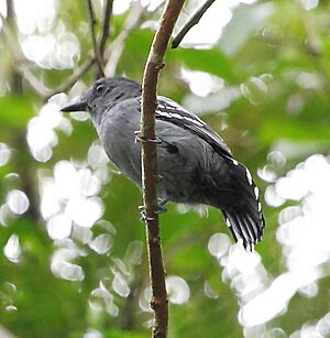 Thamnophilus amazonicus - Amazonian Antshrike (male).JPG
