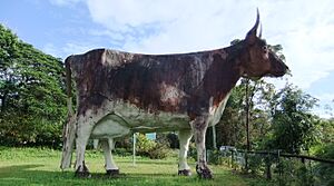 The Nambour Regional Training Centre formerly known as the Big Cow - Taken on the Saturday, 20th July 2013 at 8-39am. - panoramio