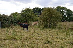 Thriplow Meadows 1