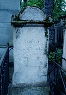 Tombe Cuvier