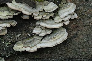 Trichaptum.abietinum.-.lindsey.jpg