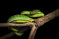 Trimeresurus-albolabris-white-lipped-pit-viper-juvenile-male-kaeng-krachan-national-park