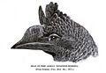 TrumpeterHornbill