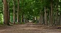 Tussen Amerongen en Elst, het Amerongse bos IMG 6558 2020-07-12 16.12