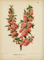 WitteHeinrichFlora1868-014-Prunus japonica