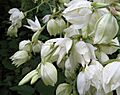 Yucca flaccida Alabama
