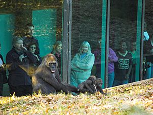 Zoo Atlanta Gorilla 8