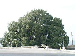 1500 year old Oak Tree (2308284491)