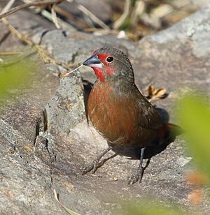 African Firefinch 2017 07 02 0098