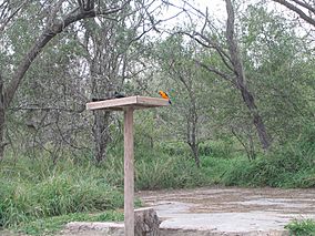 A photo of an altamira oriole at a feeder with other birds in Bentsen-Rio Grande Valley State Park