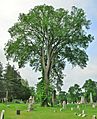 American Elm Tree at Spring Grove Cemetery, Hartford, CT - May 26, 2012