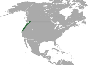 American Shrew Mole area.png