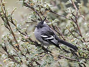 Anairetes alpinus - Ash-breasted Tit-Tyrant (cropped).jpg