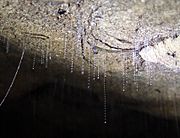 Arachnocampa luminosa larvae