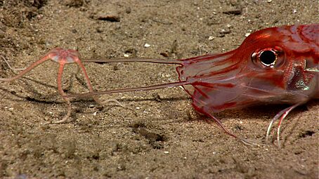 Armored sea robin with brittle star near Mona Island, Puerto Rico