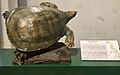 Asian Giant Softshell Turtle at Philippine National Museum