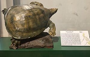 Asian Giant Softshell Turtle at Philippine National Museum