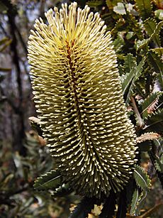 Banksia aemula bud1 original