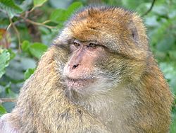 Barbary macaque at trentham
